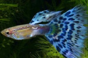 世界十大最漂亮的觀賞魚 孔雀魚第一，七彩神仙魚上榜