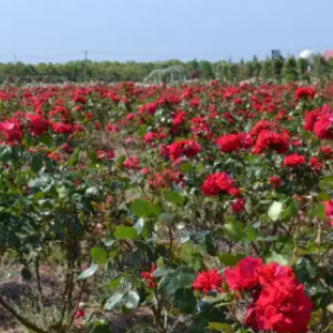 芳澗生態農業玫瑰種植園