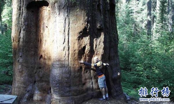 世界上最大的樹：雪曼將軍樹高83.8，周長31米(總重量2800噸)
