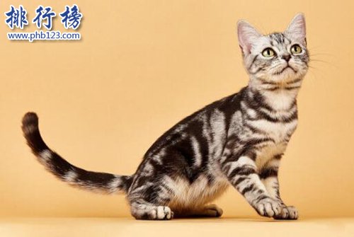 最適合家養的貓排名，英國短毛貓第一