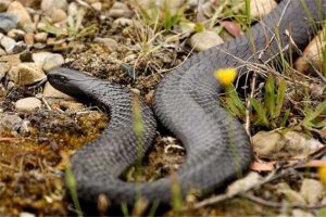 世界十大毒蛇 非洲樹蛇外形很驚艷，第五0.02毫克便會致命