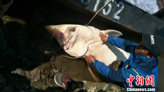 黑龍江撫遠漁民捕獲一條450重罕見鱘鰉魚 劉宇航 攝