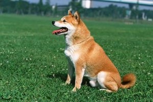 護主人最忠誠的狗排名：聖伯納犬上榜中華田園犬最護主