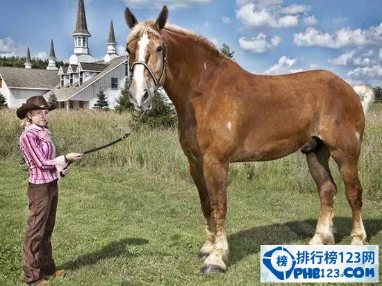 世界上最高大的馬