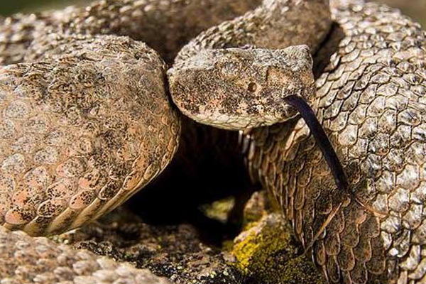世界上最毒的蛇排名 虎斑響尾蛇