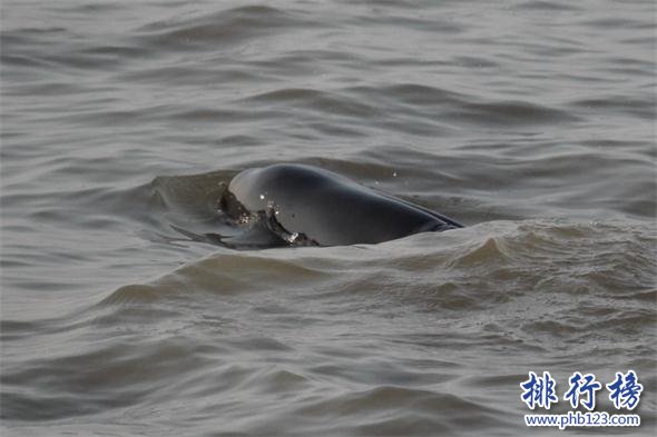 世界上最小的鯨魚：體長最大1.6米，長江江豚瀕臨滅絕