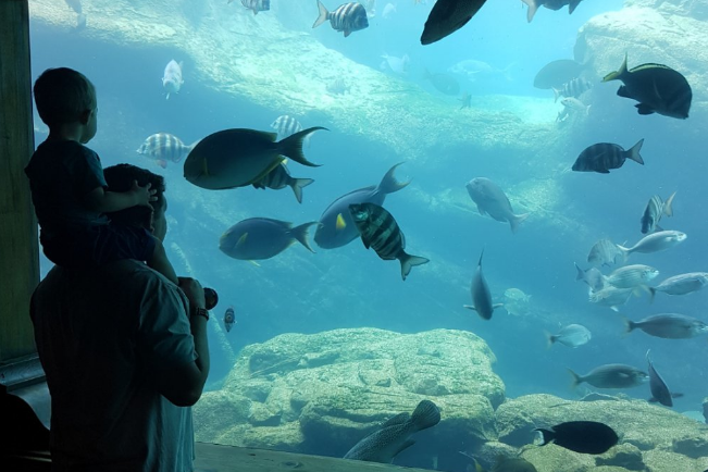 全球海洋館排名 帶你感受獨特的海底世界