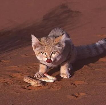 沙丘貓