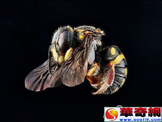 自然界十一大絕美蜜蜂：不止會采蜜