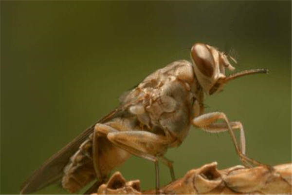 世界十大最強昆蟲 蝗蟲上榜，第三能自己轉化電能