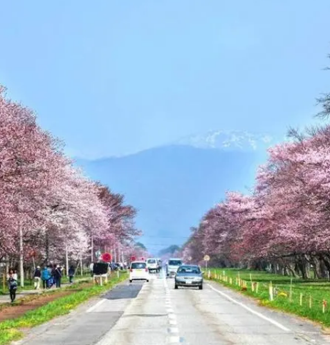 日光公路櫻花樹