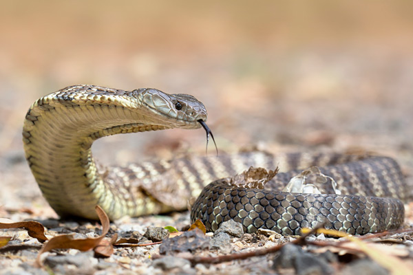 世界上最毒的蛇排名 虎蛇