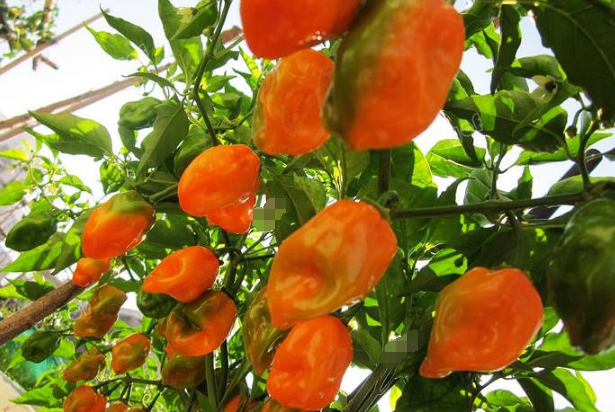 世界最辣的辣椒排名前十大 印度鬼椒僅排第八，第一創造吉尼斯
