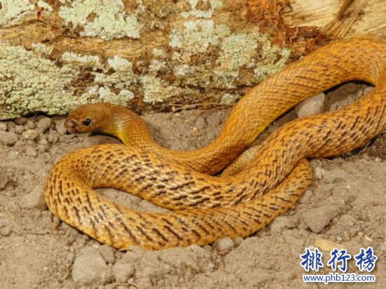 世界上最毒的蛇,細鱗太攀蛇（分泌一次毒液可殺死100名成年人）