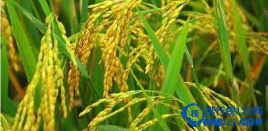 從沒想過世界上最早的水稻田竟然是6000多年前