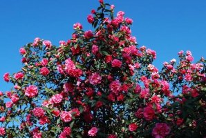雲南八大名花排名 杜鵑花上榜,綠絨蒿是“世界名花”