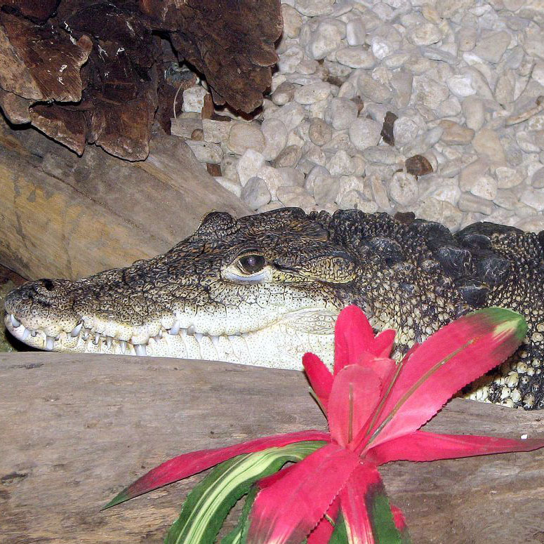 瓜地馬拉鱷