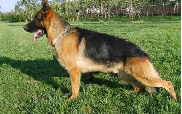 世界十大鬥犬排名第一最強悍兇猛看著都怕  