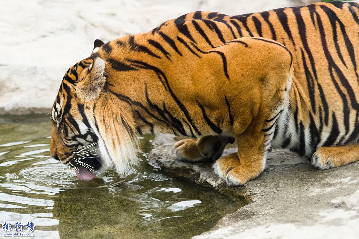 已滅絕的十大可愛動物:白鰭豚西亞虎爪哇虎都已滅絕