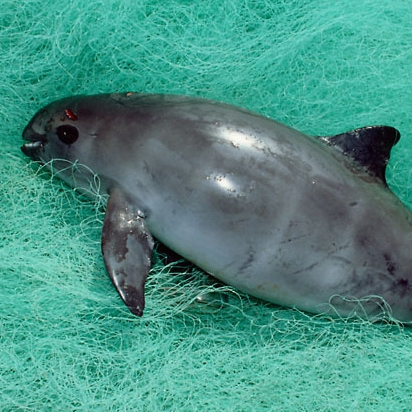 加灣鼠海豚