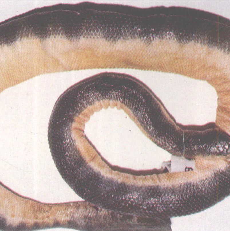 平頦海蛇