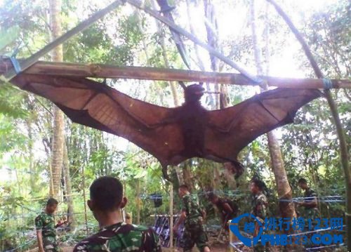 世界上最大的蝙蝠