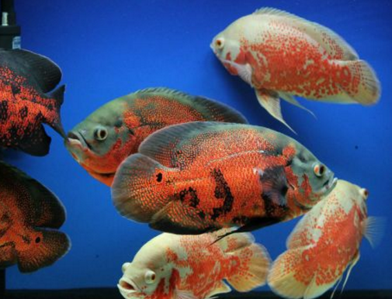 十種最漂亮的熱帶魚，世界上最美的熱帶魚（附圖片）
