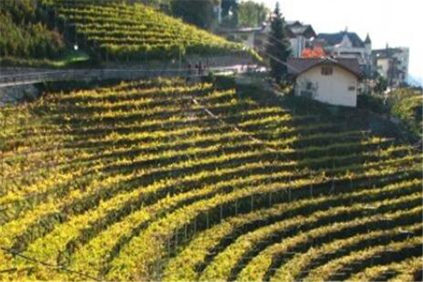 世界葡萄酒十大產區，尼亞瓜上榜，開普規模屬南半球最大