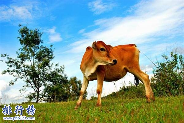 世界上最小的牛：體長僅有84厘米，已加入金氏世界紀錄