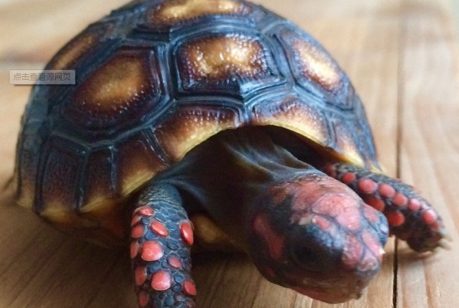 什麼烏龜好養又漂亮？全球十大最受歡迎寵物龜 