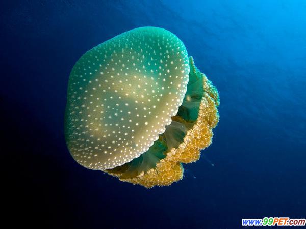 盤點最美麗的14種水母
