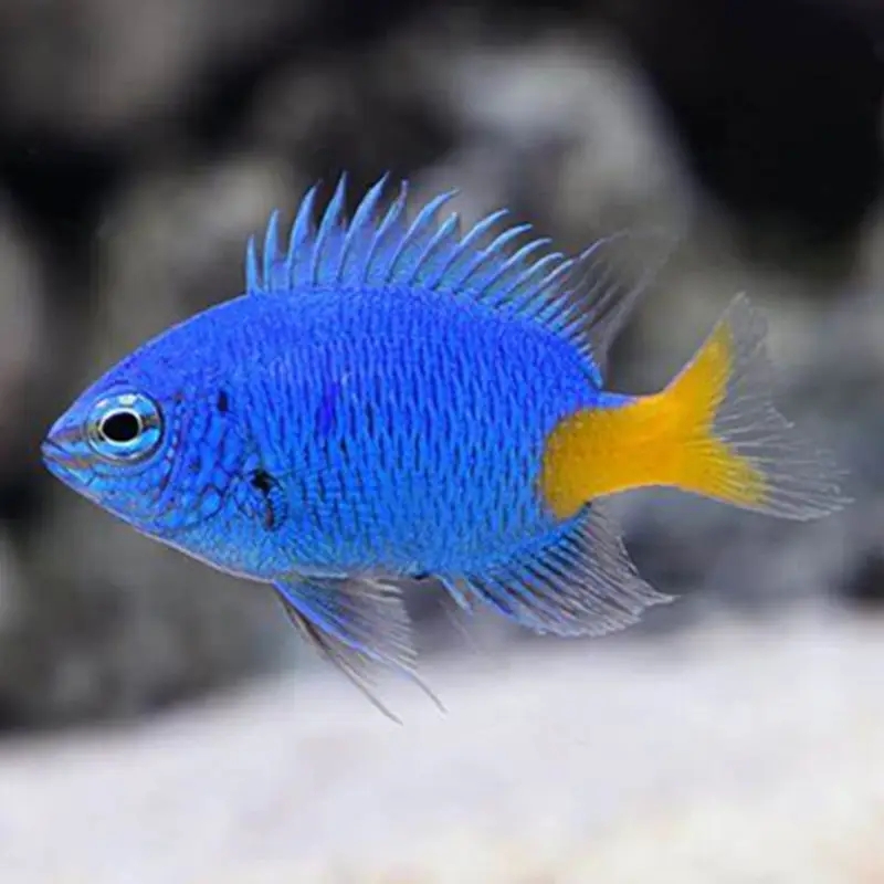 黃尾藍魔魚