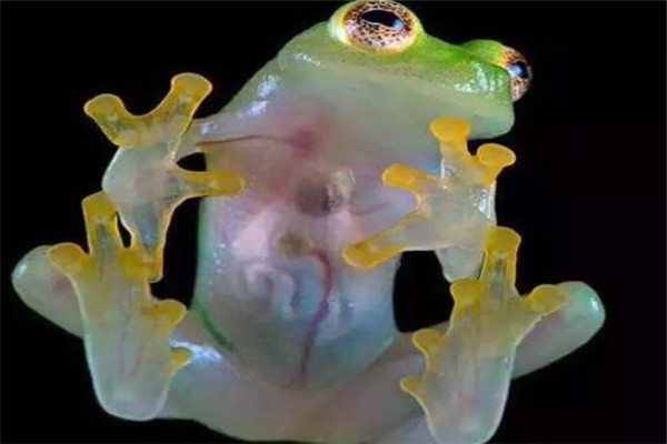 世界十大罕見動物 玻璃蛙能看到內臟，長耳跳鼠像是米老鼠