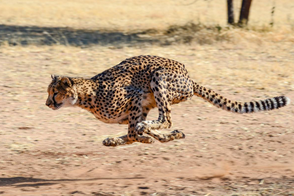 十大動物反應速度排行：第一名為獵豹，速度達110KM/小時