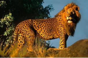 世界最奇特的十大雜交動物排行榜：獅子的頭，豹的身體