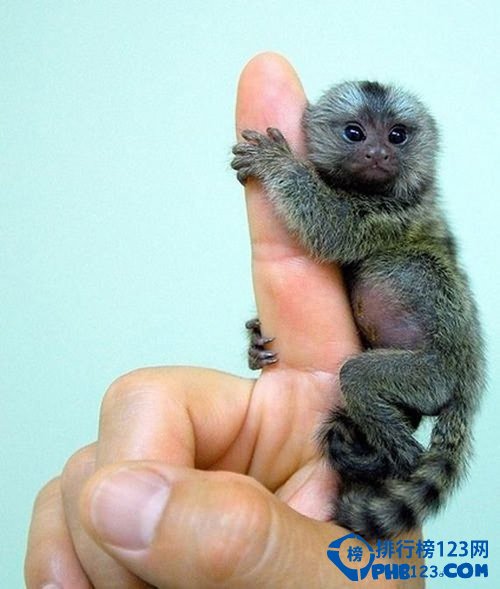 世界上最小的猴子