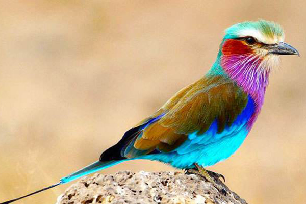 世界十大最美麗的鳥