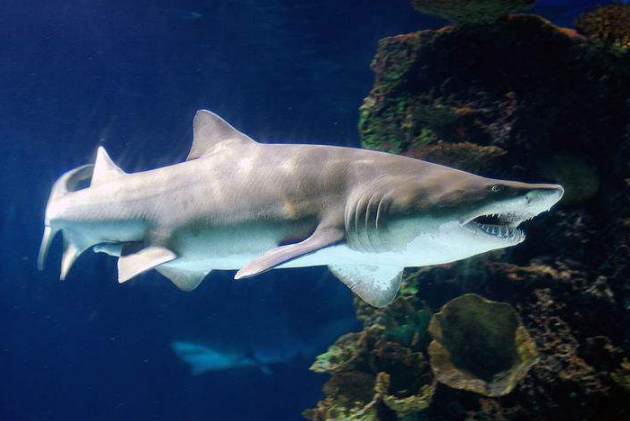 世界十大最厲害的鯊魚 虎鯊位列榜首，達摩鯊上榜