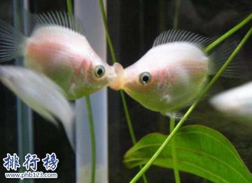 世界十種最漂亮的魚，第一美若仙子！