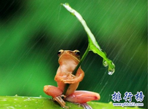 世界上最小清新的青蛙,打傘樹蛙(後被證實為擺拍)