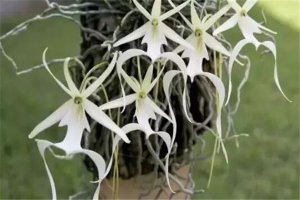 世界十大最貴的植物 螺旋蘆薈上榜,銀冠玉長相越奇怪越值錢