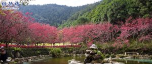 4月份去台灣旅遊合適嗎：看櫻花花海(阿里山最佳)