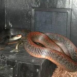 巴布亞太攀蛇