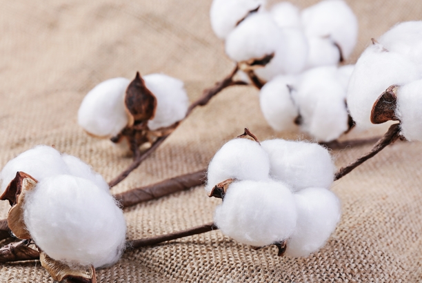 中國十大產棉花大省排名：新疆年產多達500萬噸，河南上榜