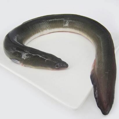 台山鰻魚