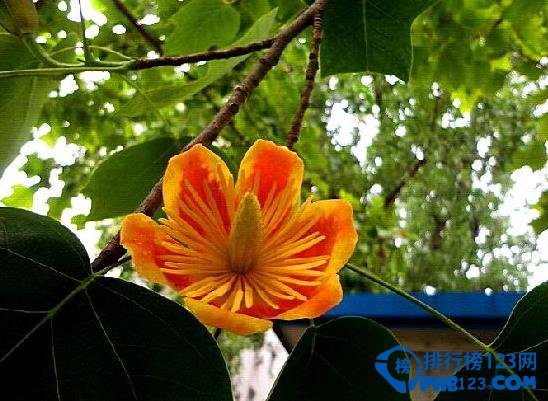 中國最稀有的十大植物 銀杏樹是樹中的老壽星
