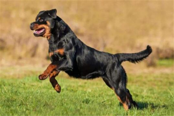 世界十大兇悍猛犬 高加索犬生存能力強，土佐鬥犬被多國禁養