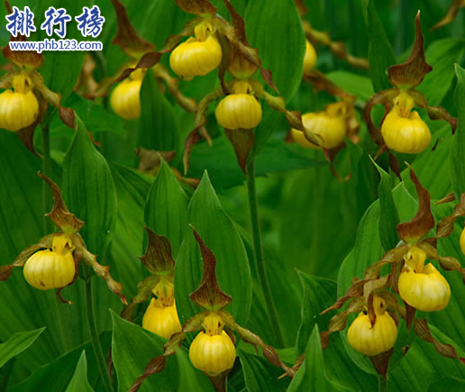 世界十大最稀有的花：泰坦魔芋發屍臭,最後一種全球罕見