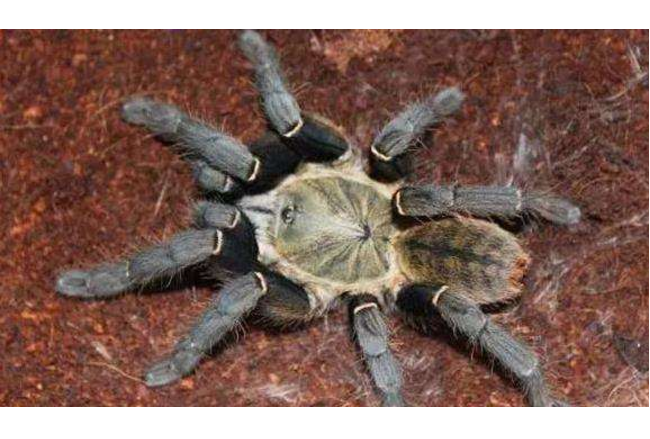 世界十大毒蜘蛛 第四名叫黑寡婦，第一極具攻擊性