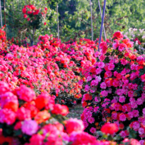 愛情海玫瑰花園